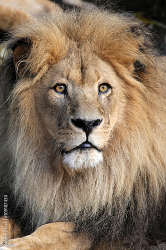 Lion © Edwin Butter
