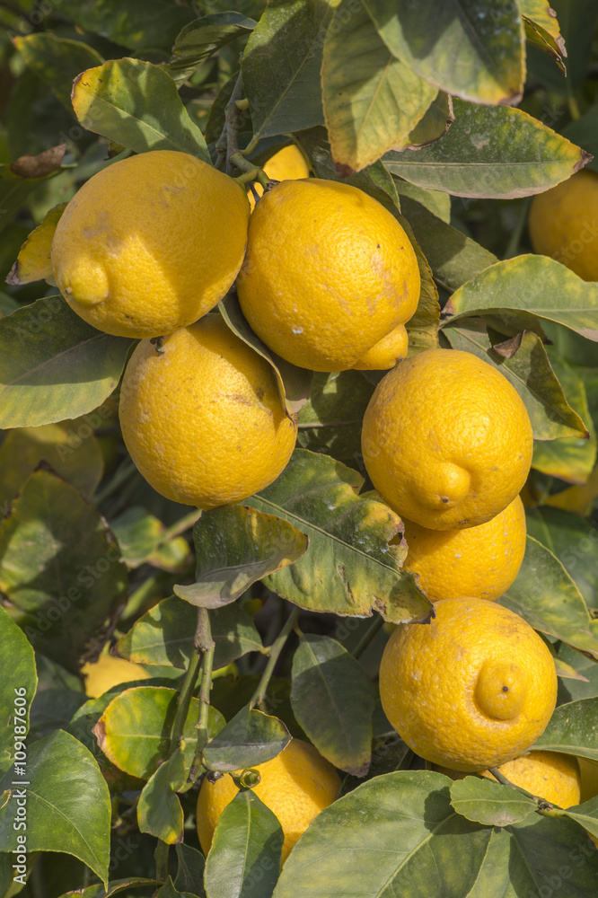 lemon orchard in california