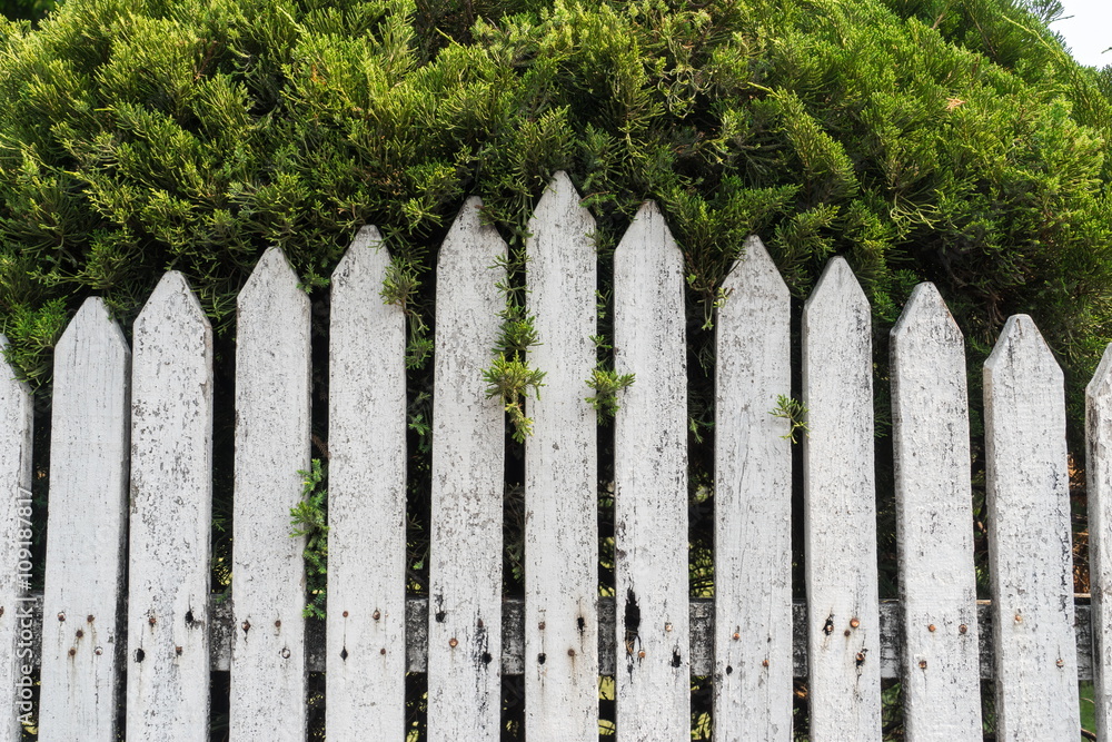 White wood wall near green tree