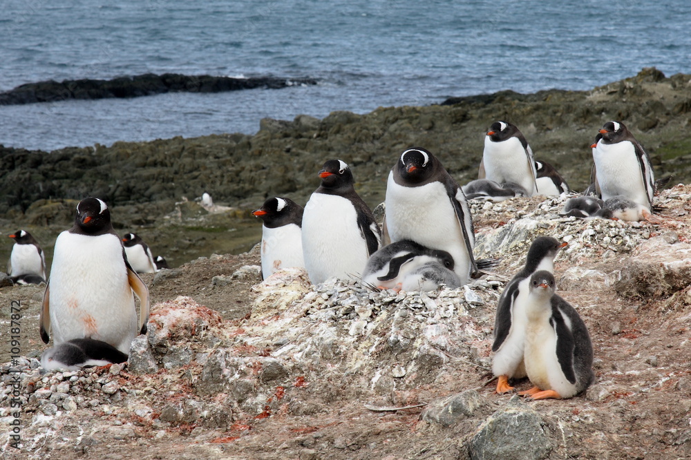 Obraz premium Gentoo penguins nesting ground in Barrientos Island, Antarctica