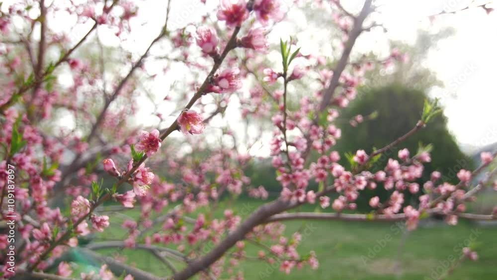 Peach blossoms sway in the breeze in Zion National Park. Peach blossoms sway in the breeze in Zion National Park.