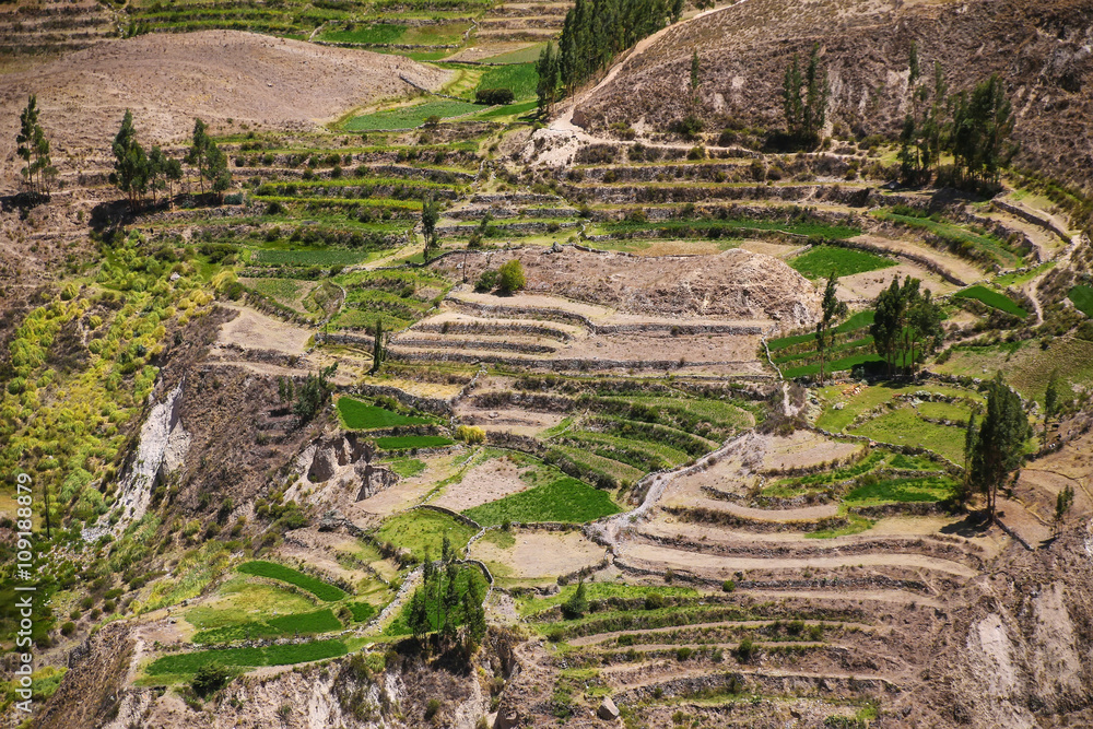Stepped terraces in Colca Canyon in Peru