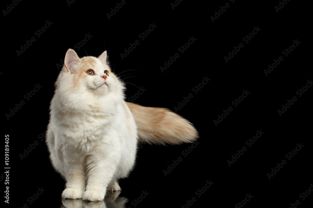 Scottish Straight Cat Standing and Looking up Isolated Black Scottish Straight Cat Standing and Looking up Isolated Black