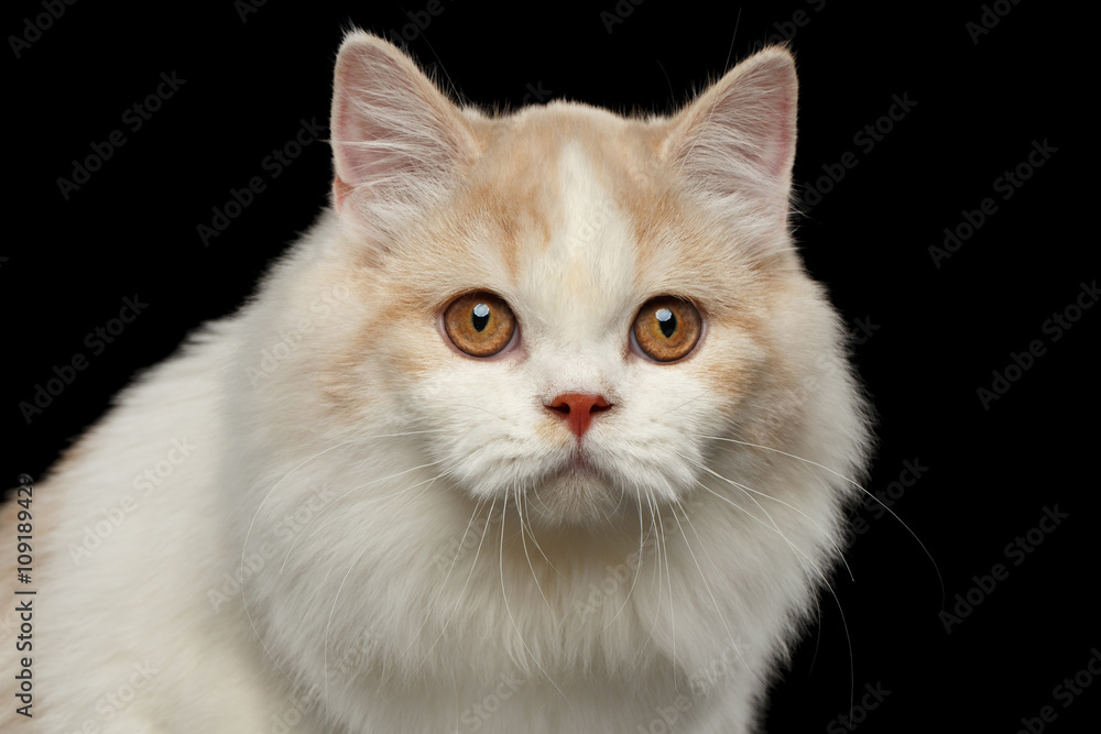Closeup Portrait of White Scottish Highland Straight Bicolor Cat Isolated Black