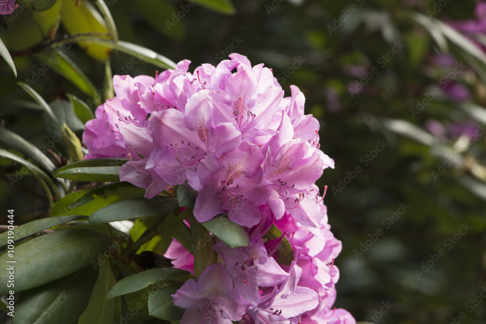 Hydrangea Flower In Bloom