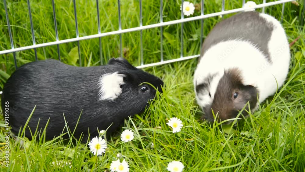 Guinea pig eating grass outside in the garden. Guinea pig (Cavia porcellus) is a popular household pet. Guinea pig eating grass outside in the garden. Guinea pig (Cavia porcellus) is a popular household pet.