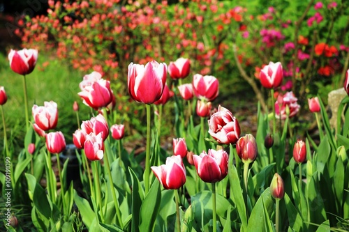 Beautiful Red white tulips in flowerbed
