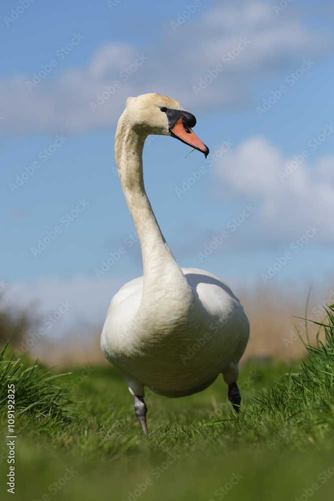 Obraz premium Mute Swan, cygnus olor