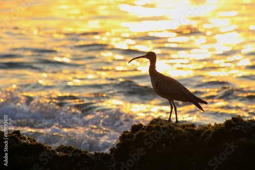Silhouette of a whimbrel at sunrise in Paracas National Reserve,