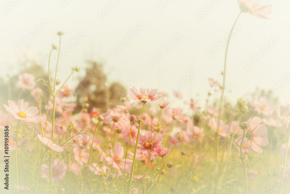 Cosmos flower blossom in garden