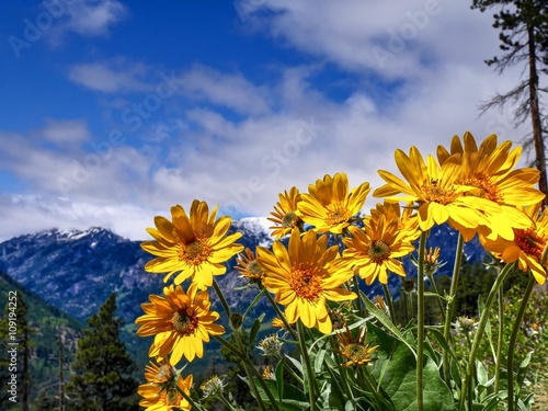 Arnica or Balsamroot Arrow wildflowers against blue sky. Leavenworth. Wenatchee. Washington. USA