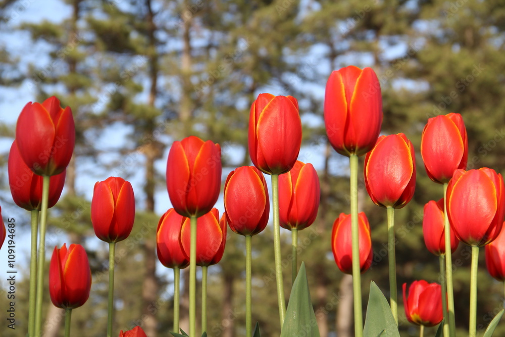 Obraz premium チューリップ
