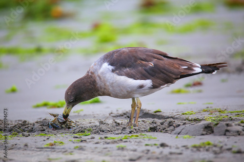 Belcher's Gull eating crab on the beach of Paracas Bay, Peru photo