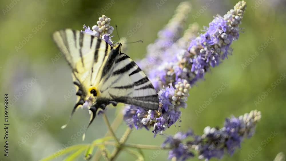Beautiful swallowtail, Papilio machaon butterfly sucking nectar Beautiful swallowtail, Papilio machaon butterfly sucking nectar