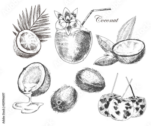 vector coconuts hand drawn sketch with palm leaf. vintage style detailed ink and pencil illustration