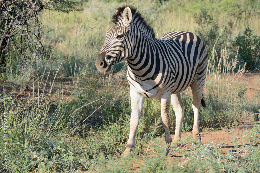 Obraz premium Burchell’s zebra mare walking through the bush very aware of her surroundings