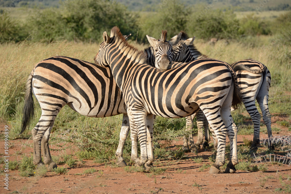 Burchell’s zebra breeding herd showing affection to each other Burchell’s zebra breeding herd showing affection to each other