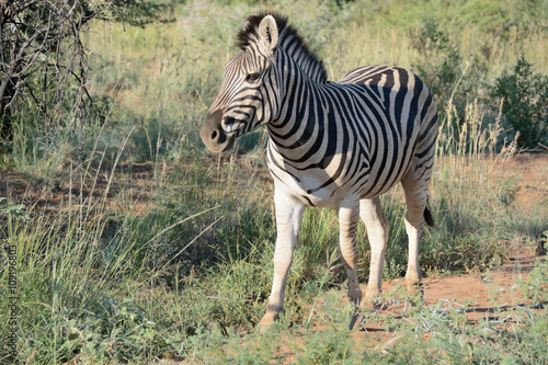 Burchell   s zebra mare walking through the bush very aware of her surroundings