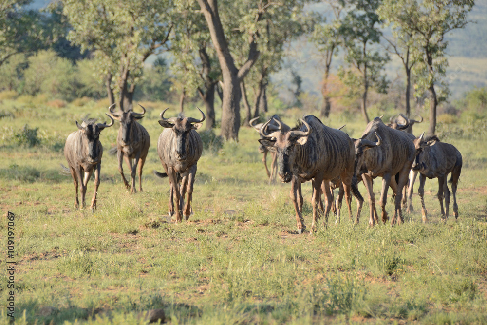 Blue Wildebeest breeding herd on the run migrating to other grazing areas Blue Wildebeest breeding herd on the run migrating to other grazing areas