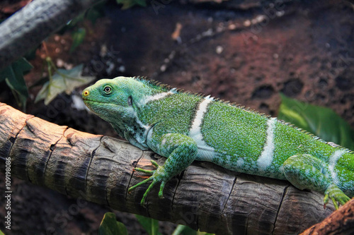  green Iguana  close-up