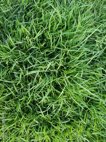 Green Grass Texture Background.