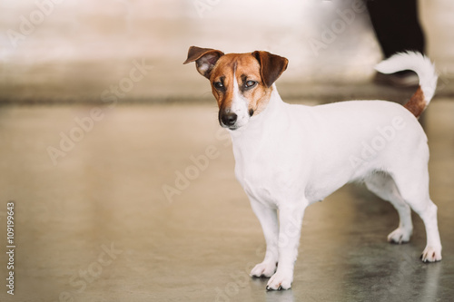 White Small Dog Jack Russell Terrier