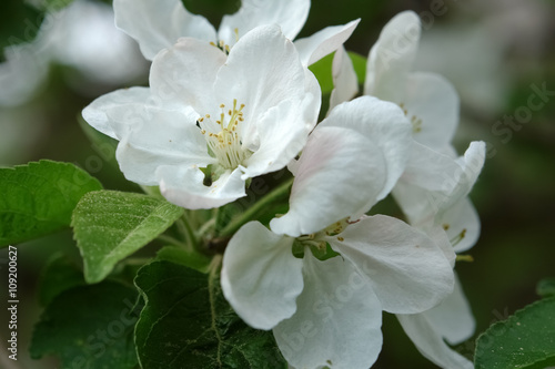 Flowers of apple-tree.