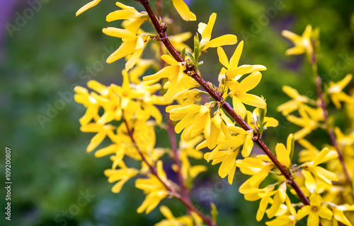Fototapet A branch of a blossoming in the garden forsythia .g