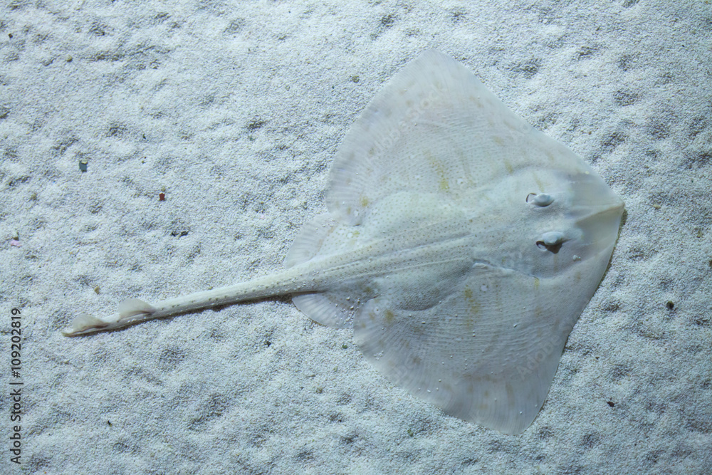 Thornback ray (Raja clavata).