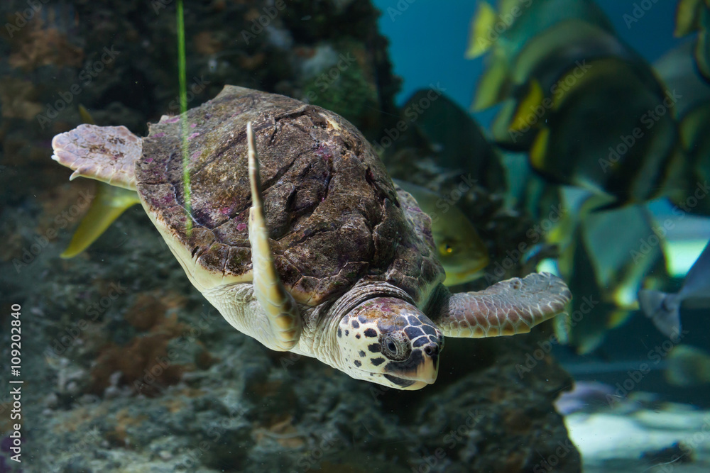 Obraz premium Loggerhead sea turtle (Caretta caretta).