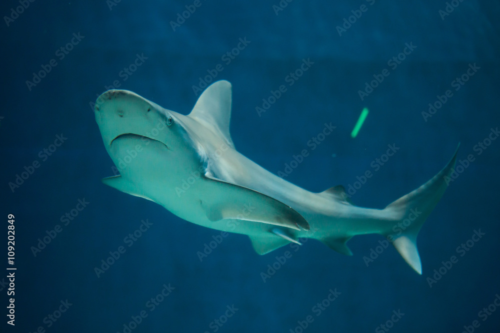 Obraz premium Sandbar shark (Carcharhinus plumbeus).