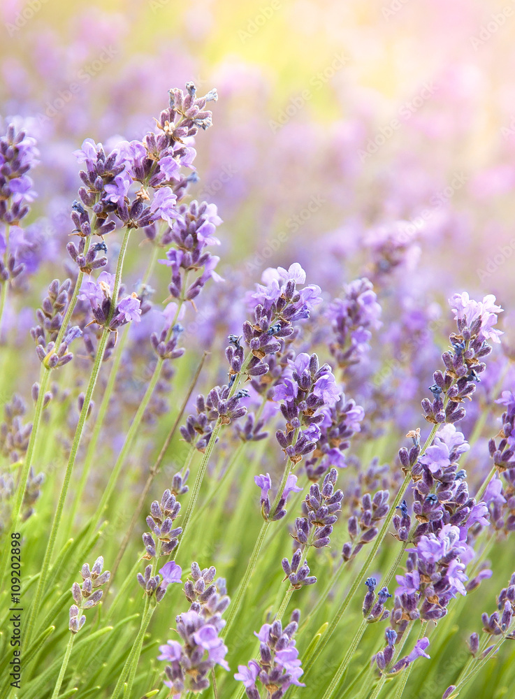 Obraz premium Lavender on sunlight - aromatic herbal plantation.