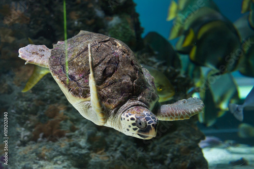 Fototapeta Naklejka Na Ścianę i Meble -  Loggerhead sea turtle (Caretta caretta).