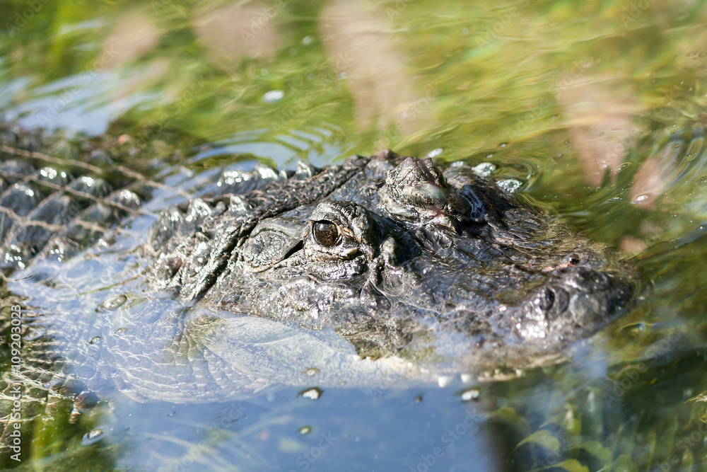 Crocodile in the zoo Crocodile in the zoo