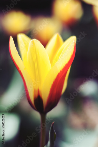 Tulip bloom