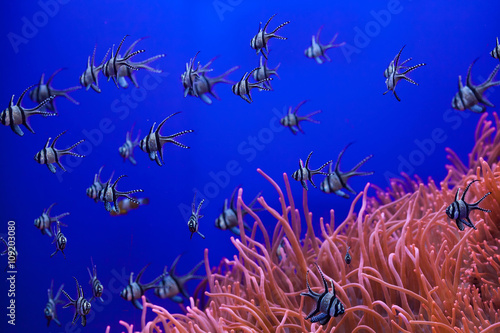 Banggai cardinalfish (Pterapogon kauderni). photo