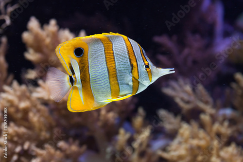 Copperband butterflyfish (Chelmon rostratus).