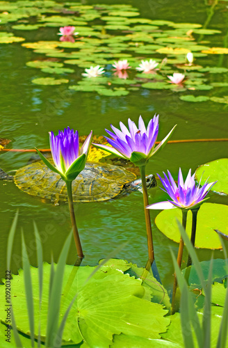  beautiful lotus on water closeup