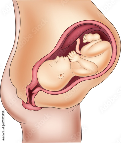 Illustration of pregnant woman and her fetus