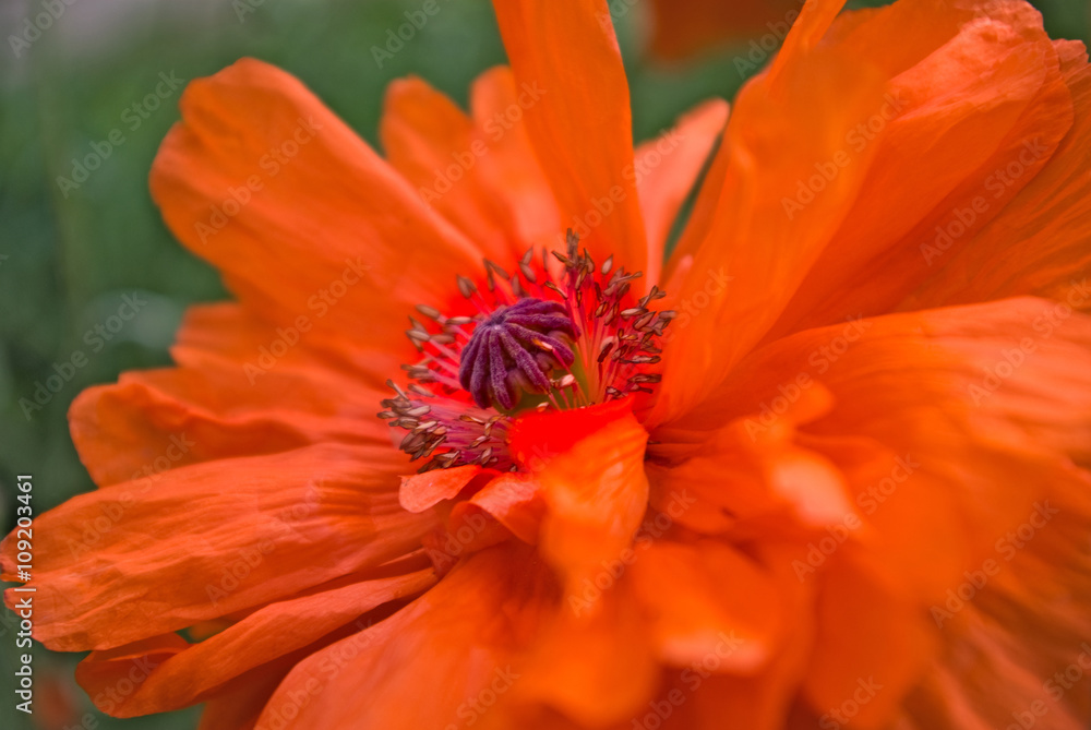 image of a flower in a park close up image of a flower in a park close up