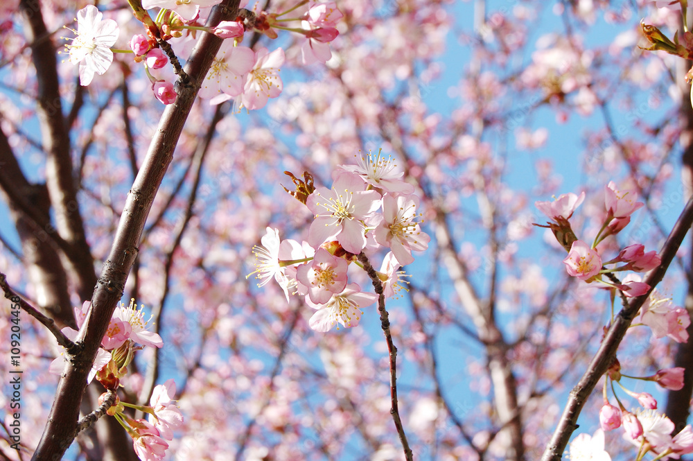 Obraz premium さくら 桜 春 