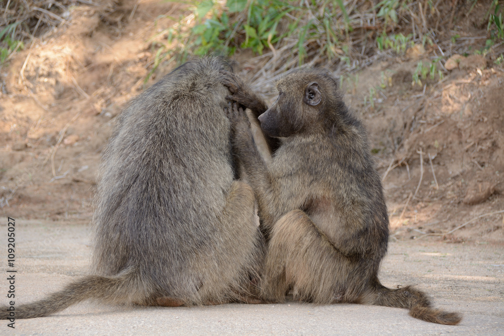 Obraz premium Chacma baboons grooming each other in a bonding ritual that determines troop hierarchy