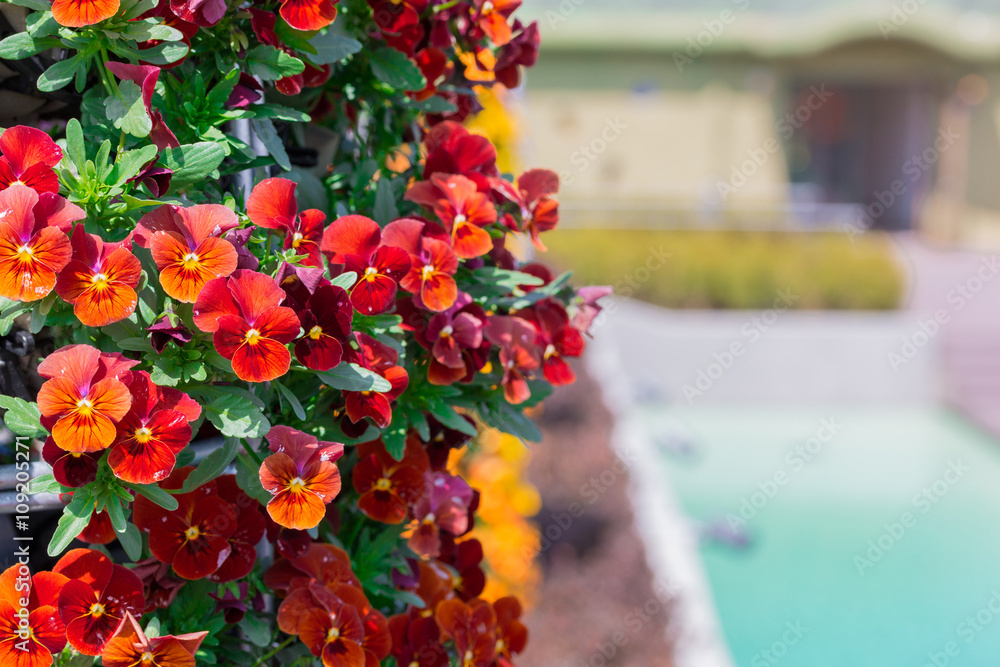 Beautiful red pansy flower in garden Beautiful red pansy flower in garden