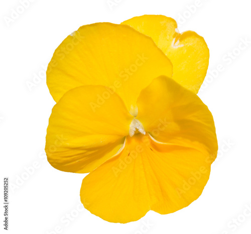 Viola yellow Pansy Flower Isolated on White.