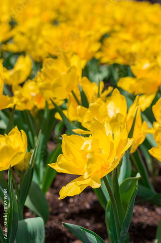 Fototapeta Naklejka Na Ścianę i Meble -  Beautiful yellow tulips in flowers garden.