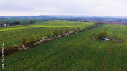 Aerial view of a green field in spring