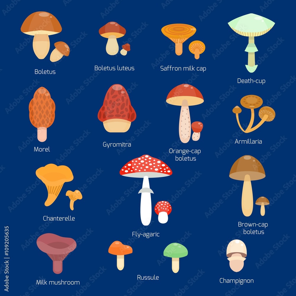 Mushrooms set. Vector illustration of different types of mushrooms. Cep and  boletus luteus. Saffron milk cap and death cap, morel and gyromitra,  armillaria. Chanterelle and champignon. Cartoon style Stock Vector | Adobe