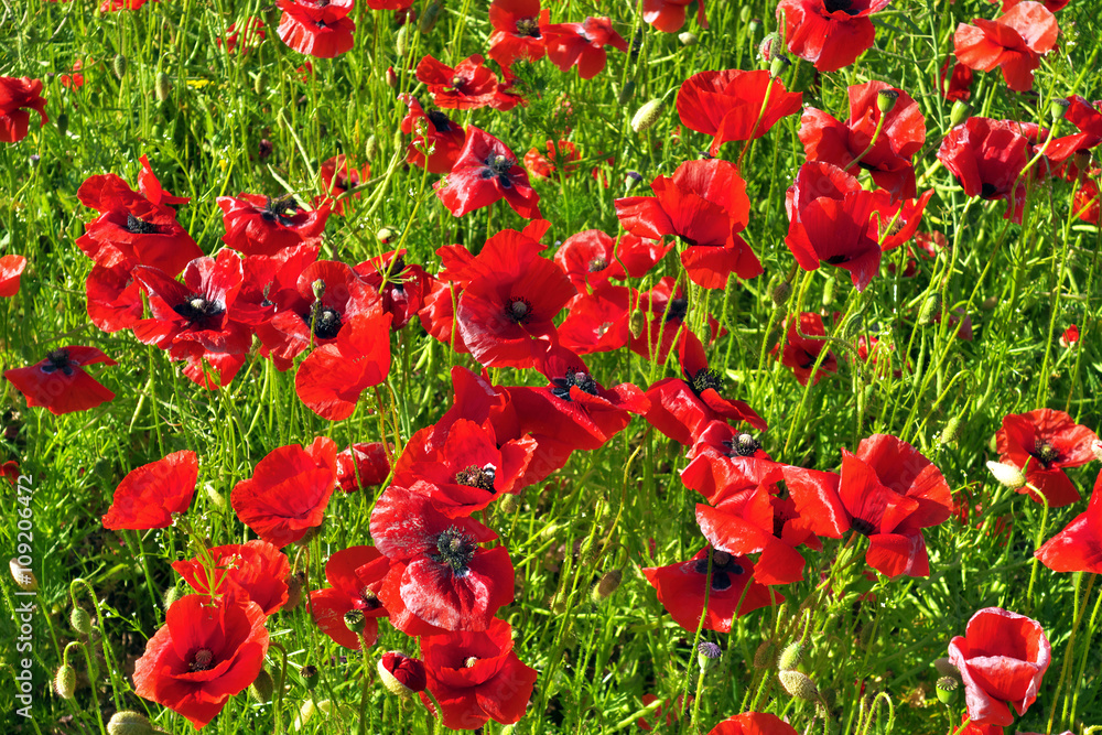 Naklejka premium Red poppies on field.