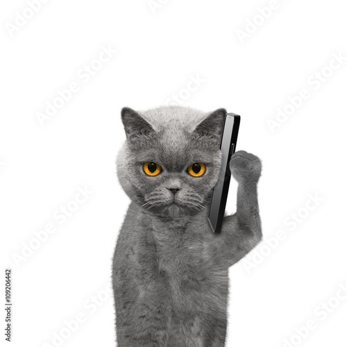 cat is talking over the mobile phone