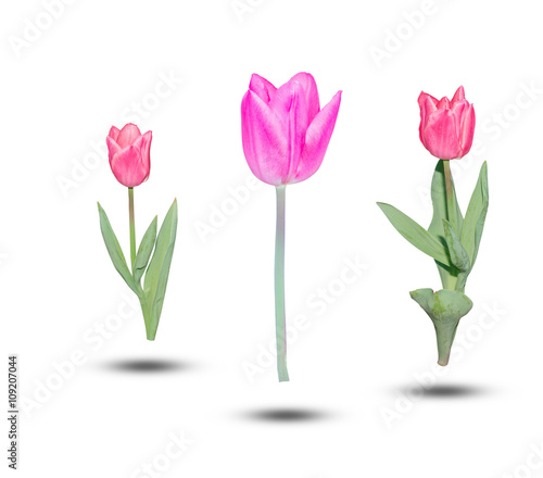 Beautiful pink tulips green leaf isolated on white background.